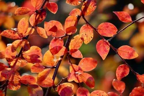 cotoneaster-9246059_1920.jpg