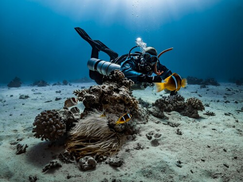 diver-9328628_1920.jpg