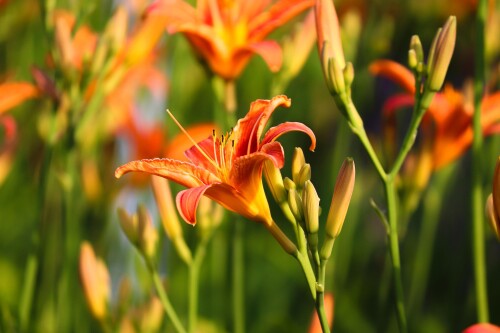 flowers-8083979_1920.jpg