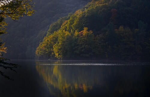 forest-8592902_1920.jpg